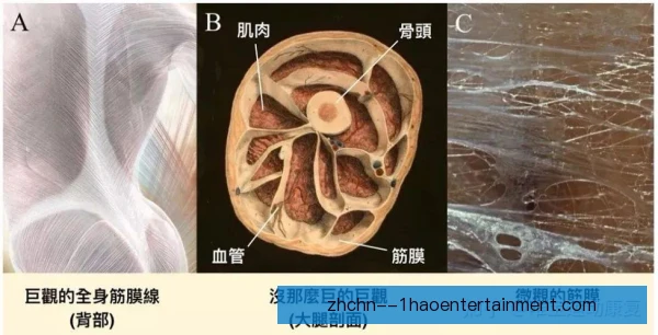 鞍马筋膜松解，缓解腕肩紧张提升支撑稳定性